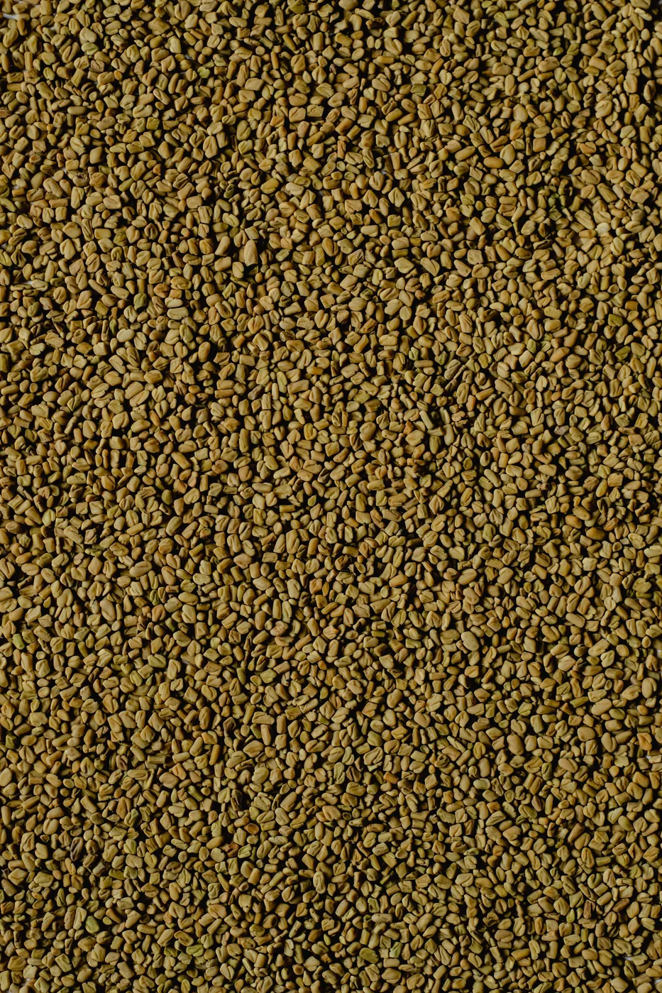 Fenugreek Seed